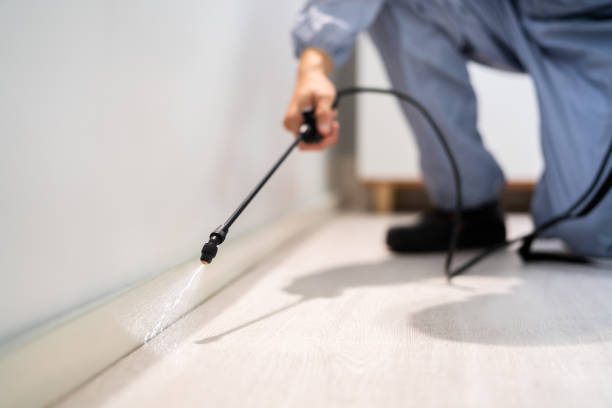 Licensed Wasp Control service in Shark River Hills, NJ - Nex Pest Control